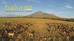 Banyuwangi Baluran +Kawah Ijen 2D1N