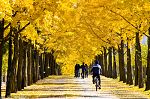 Nami Island Korea 5D4N